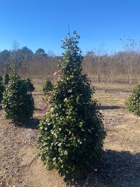 ilex-opaca-satyr-hill-american-holly