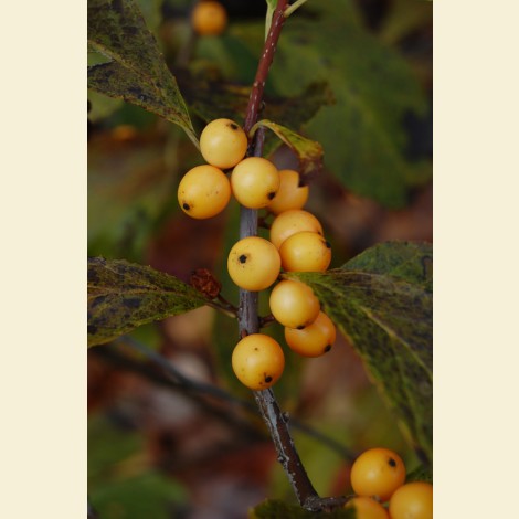 ilex-verticillata-golden-verboom-black-alder-winterberry-holly