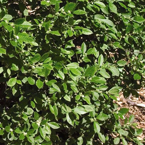 ilex-verticillata-southern-gentleman-winterberry-holly