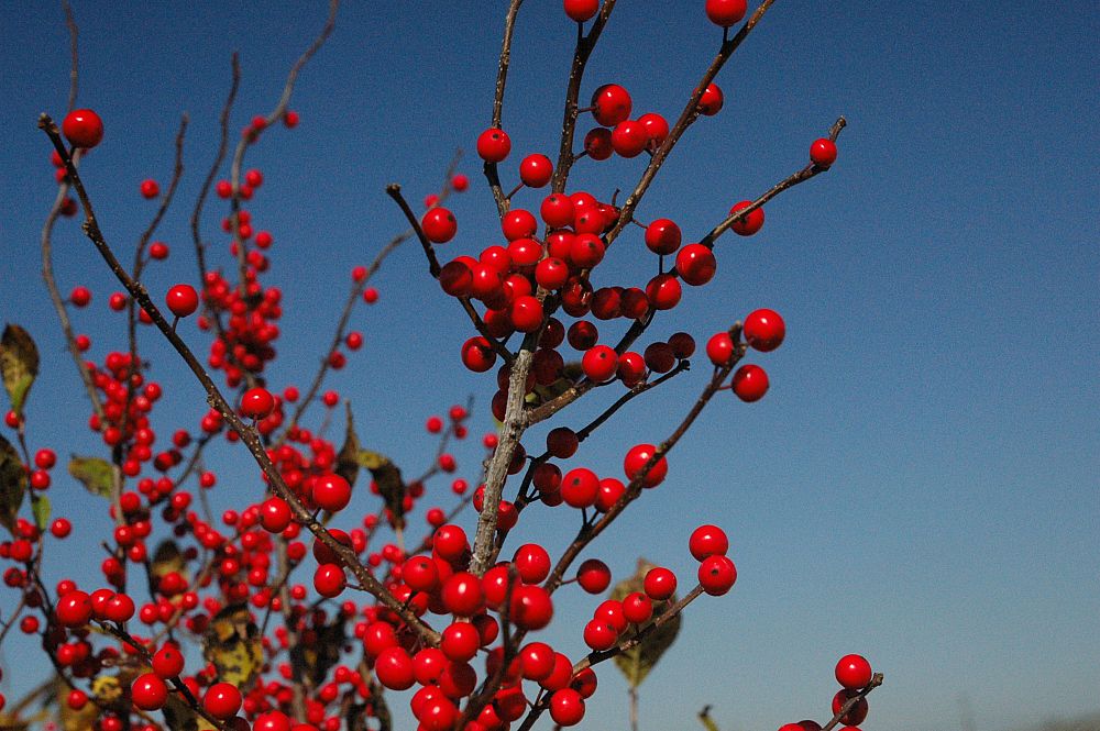 ilex-verticillata-winter-red-winterberry-holly