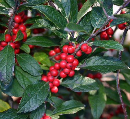 ilex-verticillata-winter-red-winterberry-holly