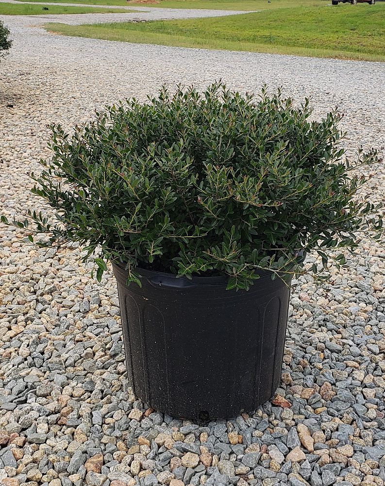 ilex-vomitoria-condeaux-bordeaux-reg-holly