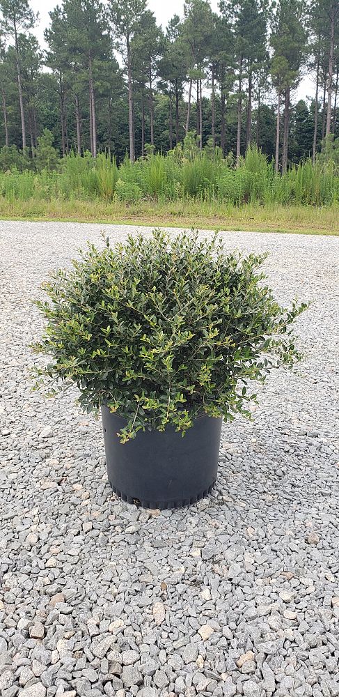 ilex-vomitoria-schillings-yaupon-holly-ilex-vomitoria-stokes-dwarf