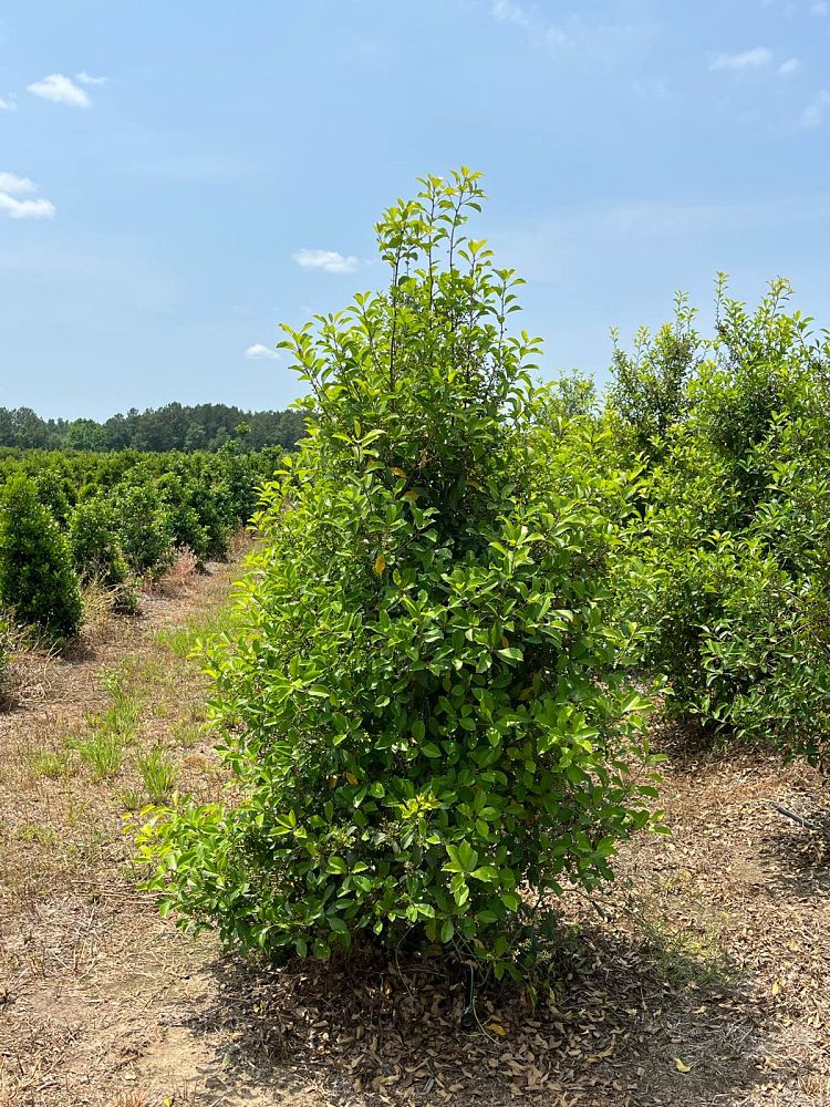 ilex-x-attenuata-eagleston-holly-eagleston-holly