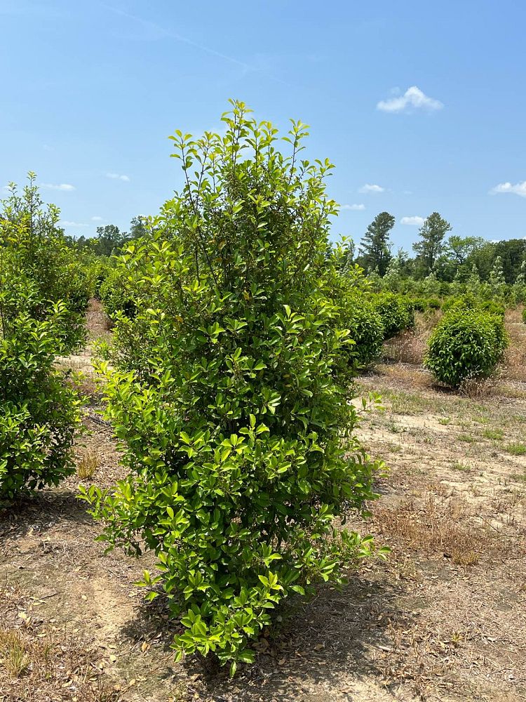 ilex-x-attenuata-eagleston-holly-eagleston-holly