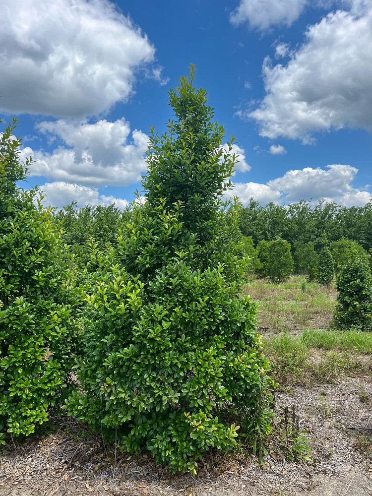 ilex-x-attenuata-eagleston-holly-eagleston-holly