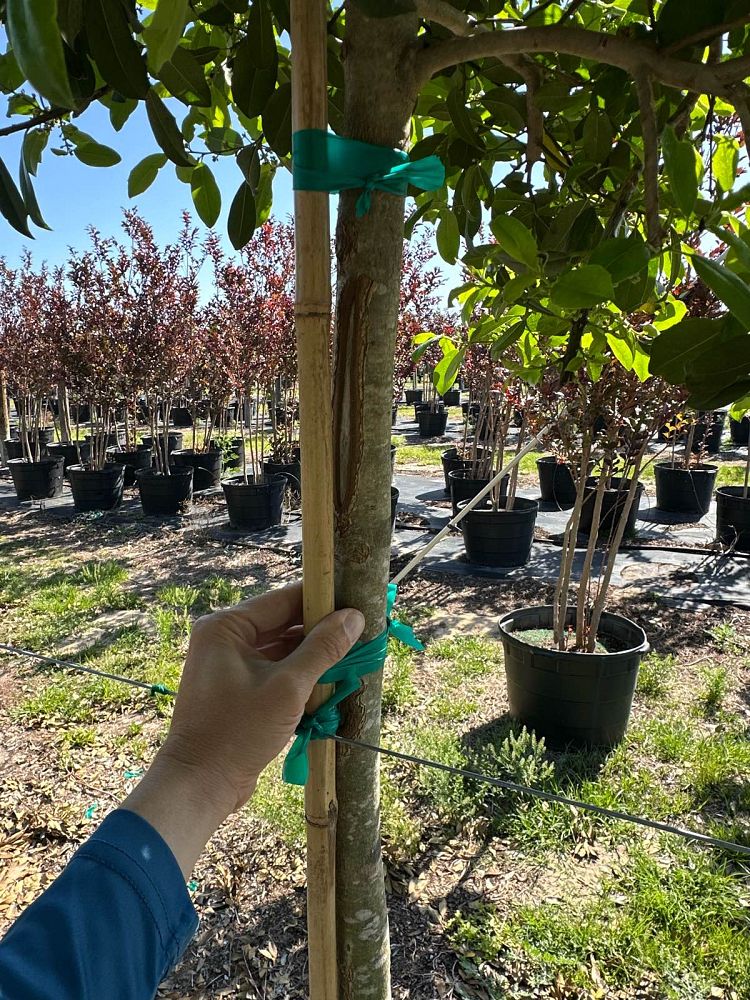 ilex-x-attenuata-eagleston-holly-eagleston-holly