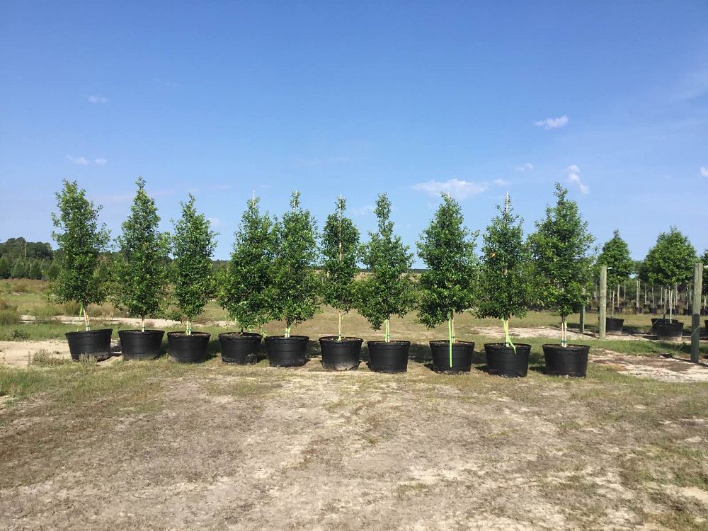 ilex-x-attenuata-eagleston-holly-eagleston-holly