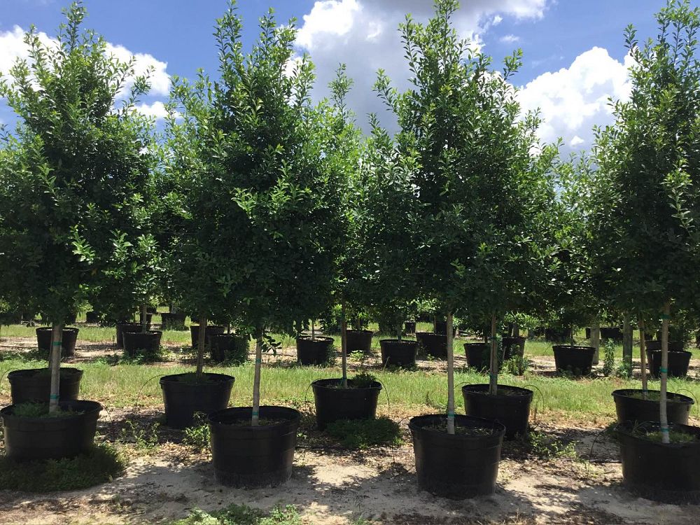 ilex-x-attenuata-eagleston-holly-eagleston-holly