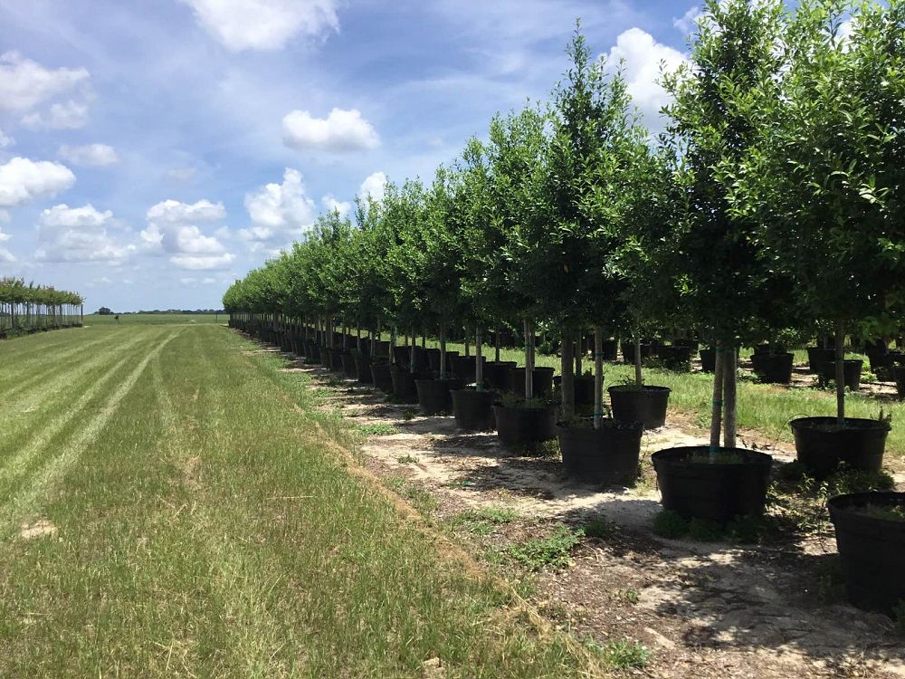 ilex-x-attenuata-eagleston-holly-eagleston-holly