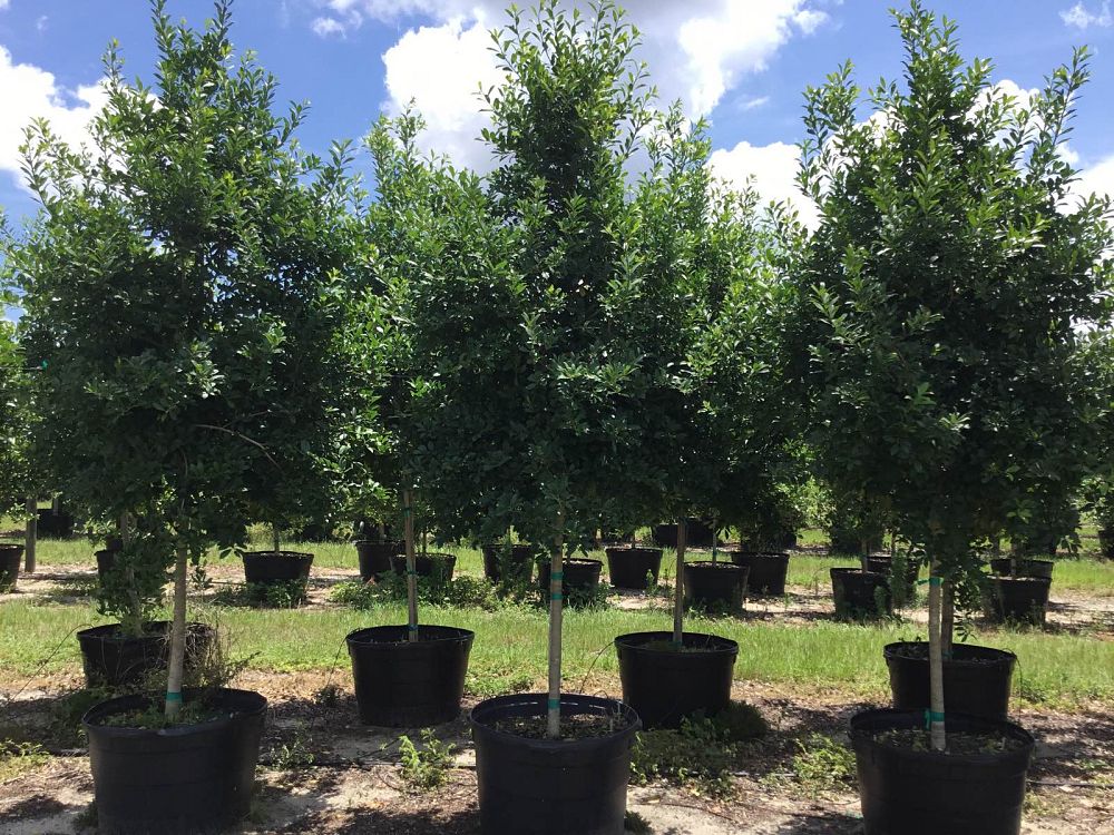 ilex-x-attenuata-eagleston-holly-eagleston-holly