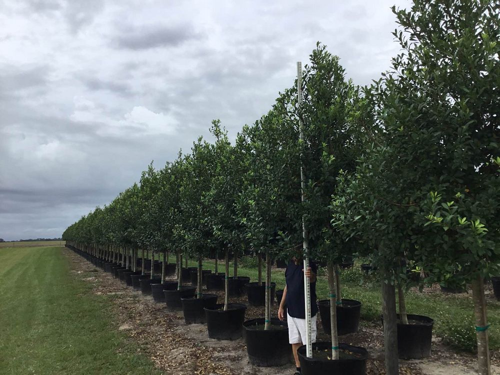 ilex-x-attenuata-eagleston-holly-eagleston-holly