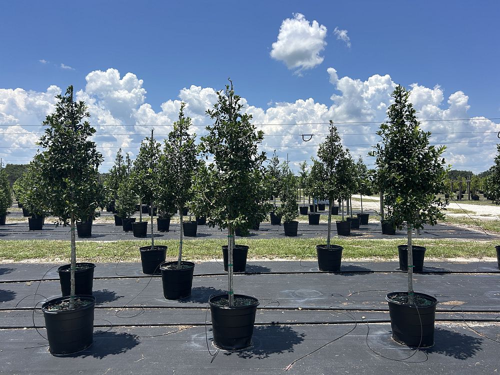 ilex-x-attenuata-eagleston-holly-eagleston-holly