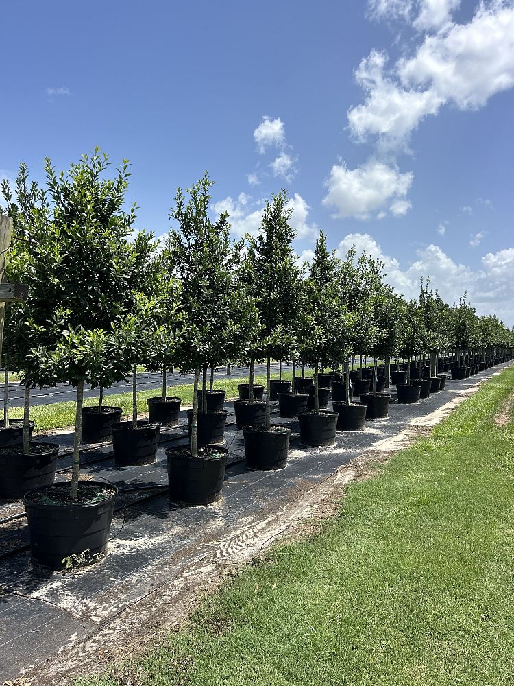 ilex-x-attenuata-eagleston-holly-eagleston-holly