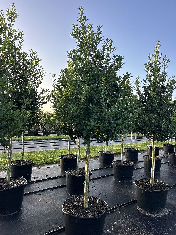 ilex-x-attenuata-eagleston-holly-eagleston-holly