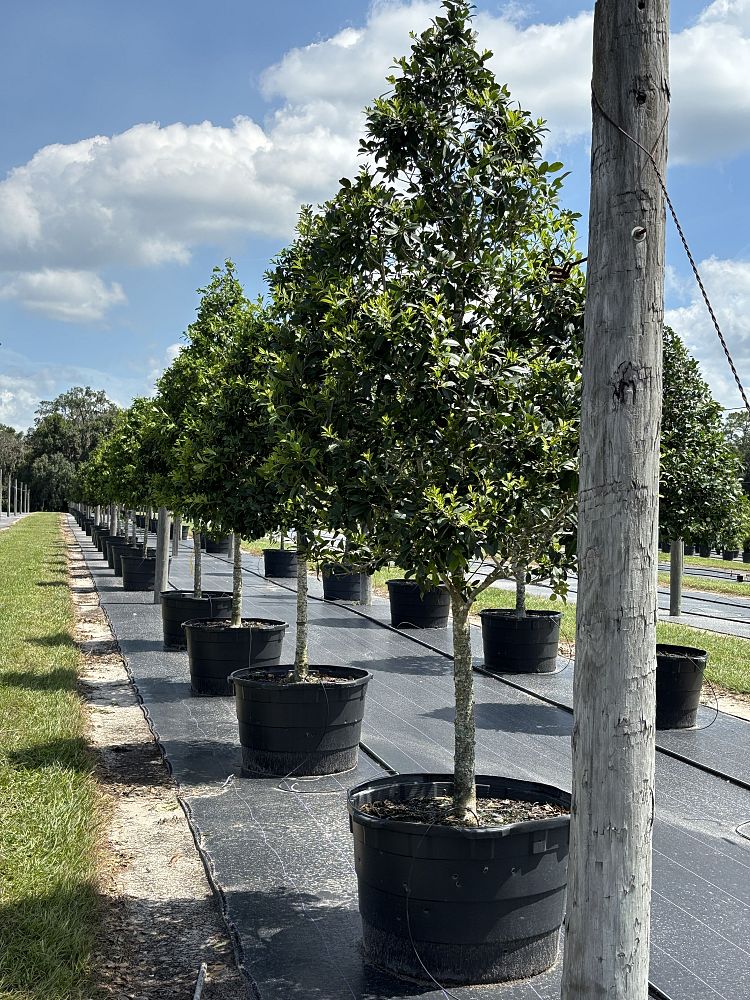 ilex-x-attenuata-eagleston-holly-eagleston-holly