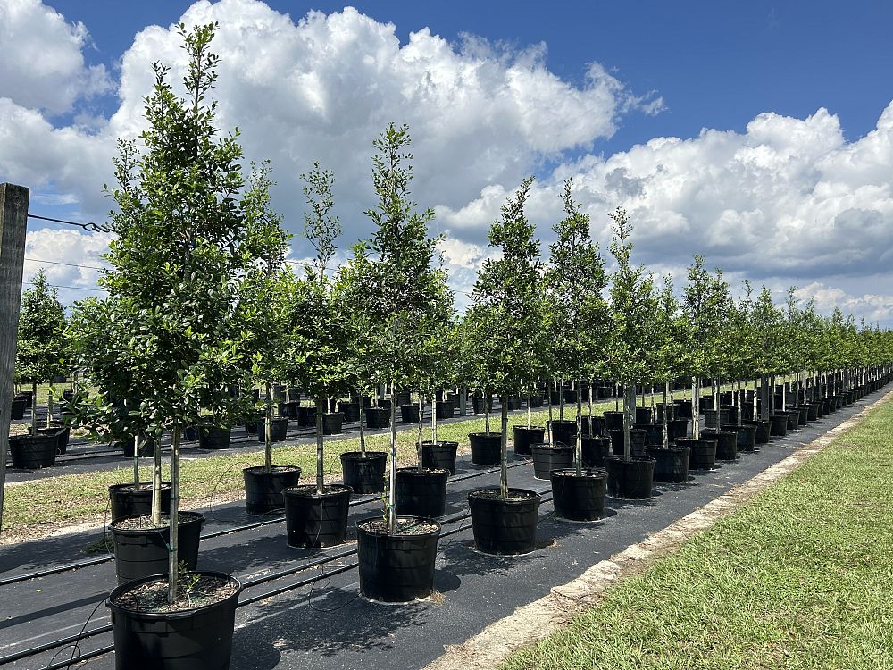 ilex-x-attenuata-east-palatka-holly-east-palatka-holly