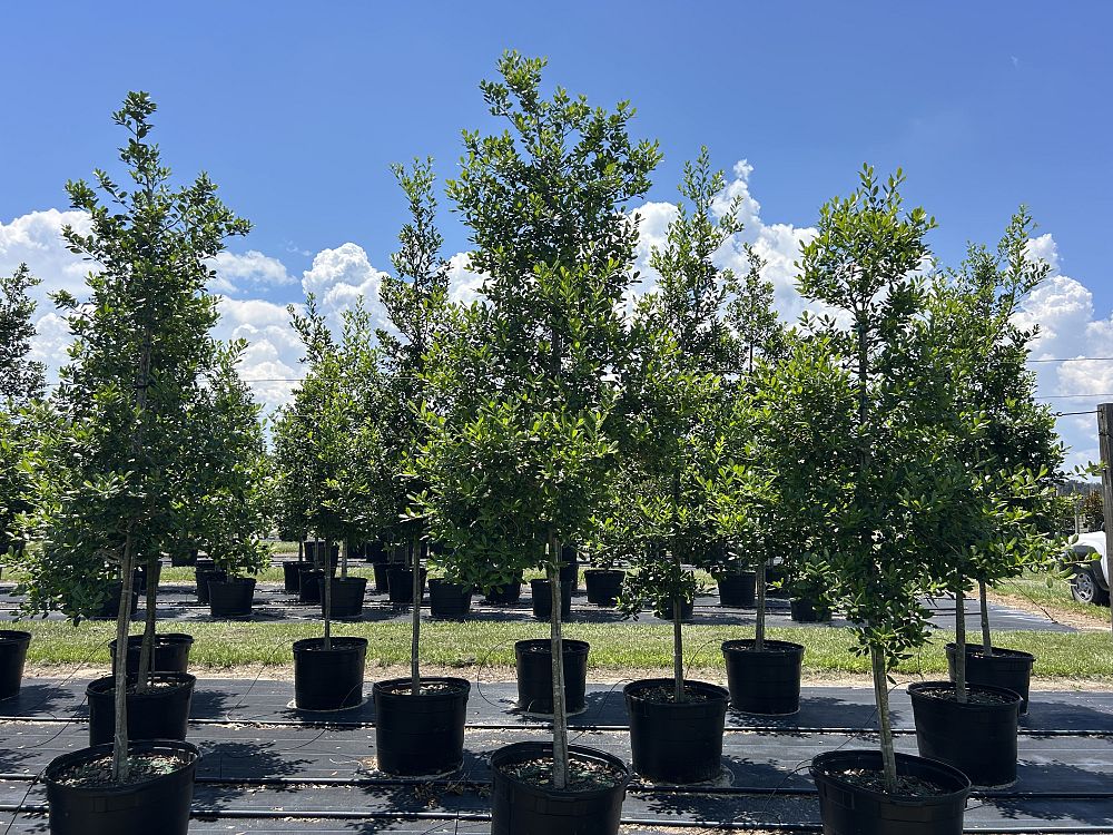 ilex-x-attenuata-east-palatka-holly-east-palatka-holly