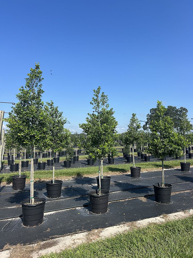 ilex-x-attenuata-east-palatka-holly-east-palatka-holly