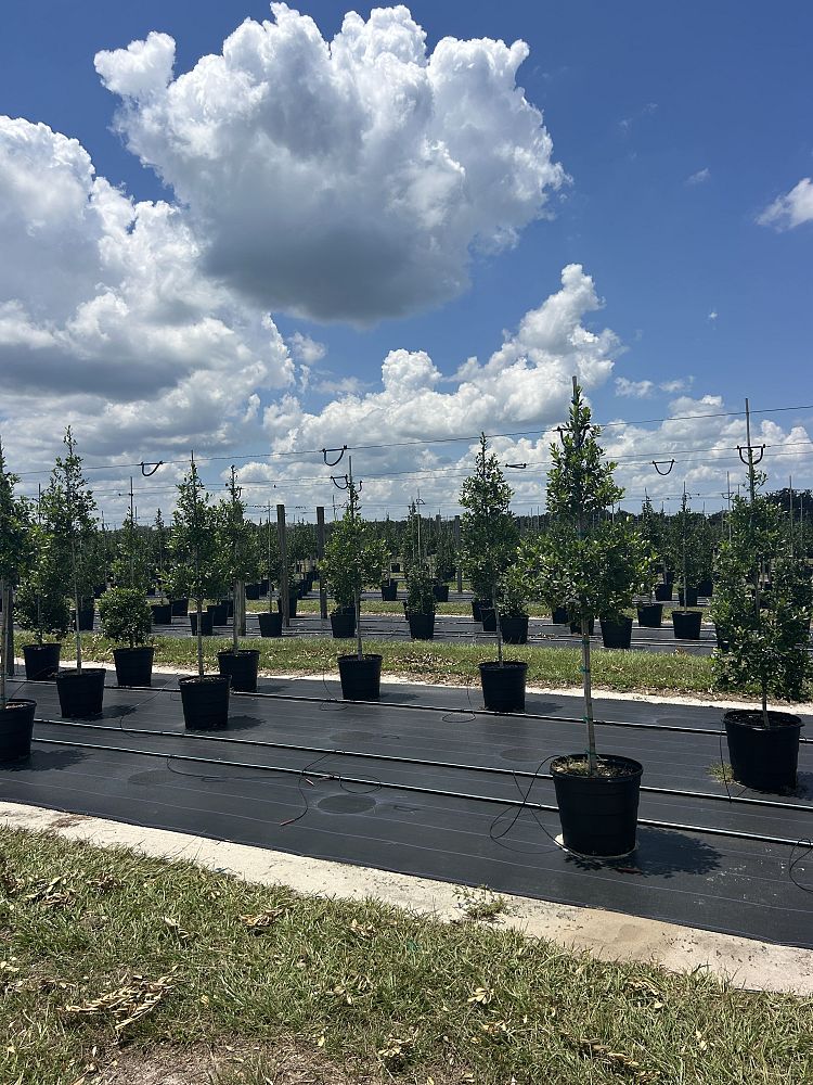 ilex-x-attenuata-east-palatka-holly-east-palatka-holly