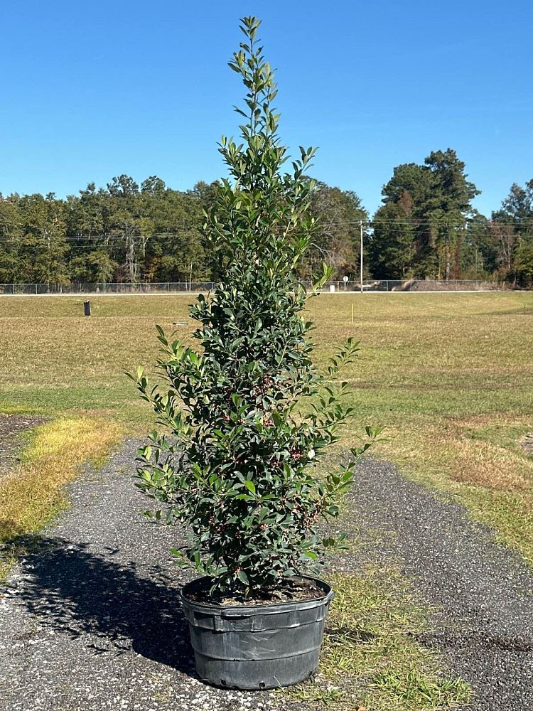 ilex-x-attenuata-savannah-holly