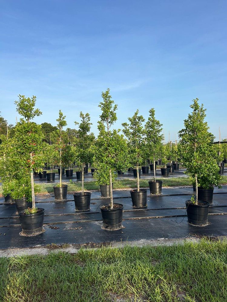 ilex-x-attenuata-savannah-holly