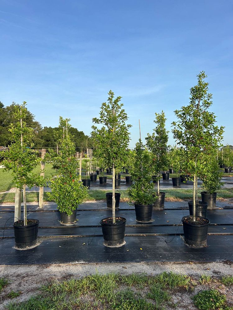ilex-x-attenuata-savannah-holly