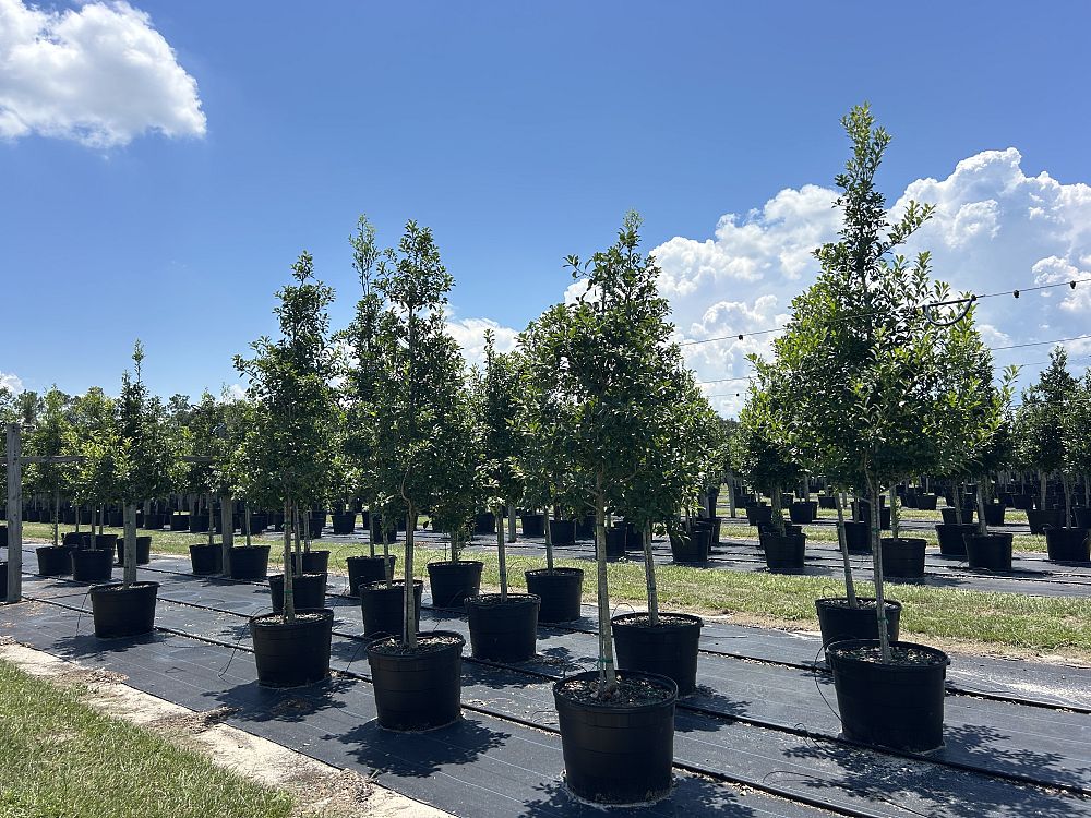 ilex-x-attenuata-savannah-holly