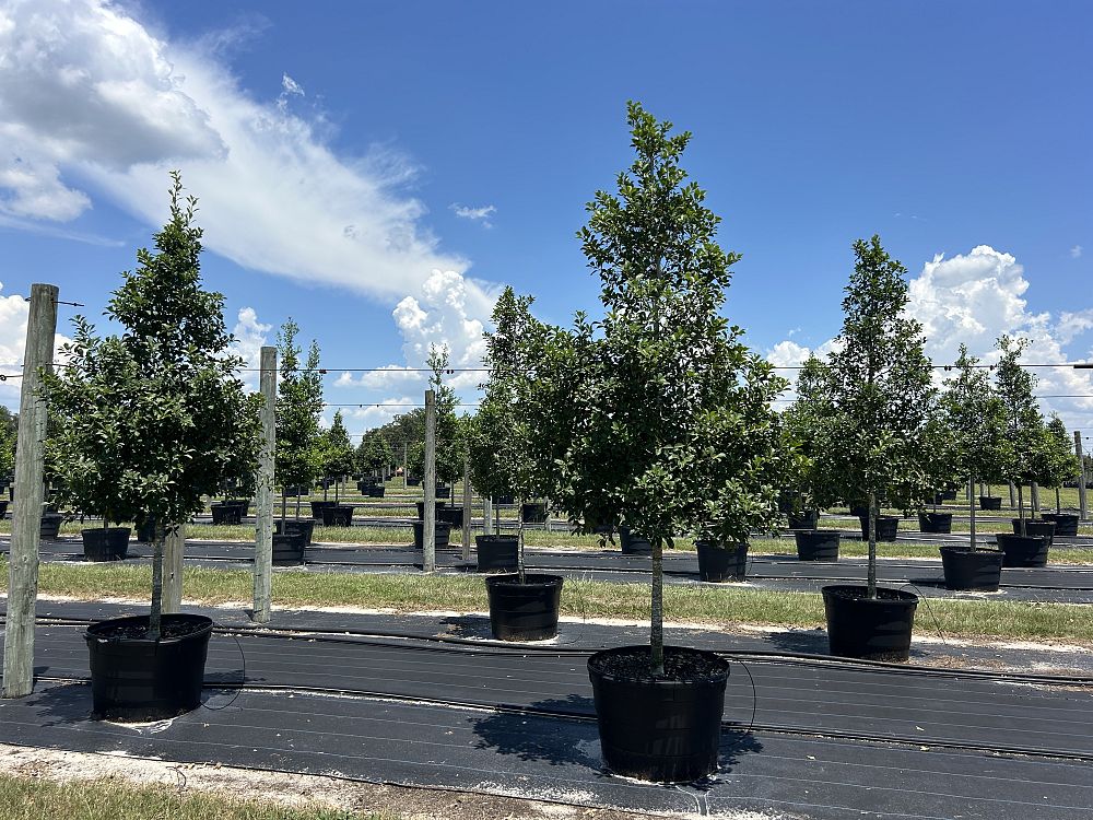 ilex-x-attenuata-savannah-holly