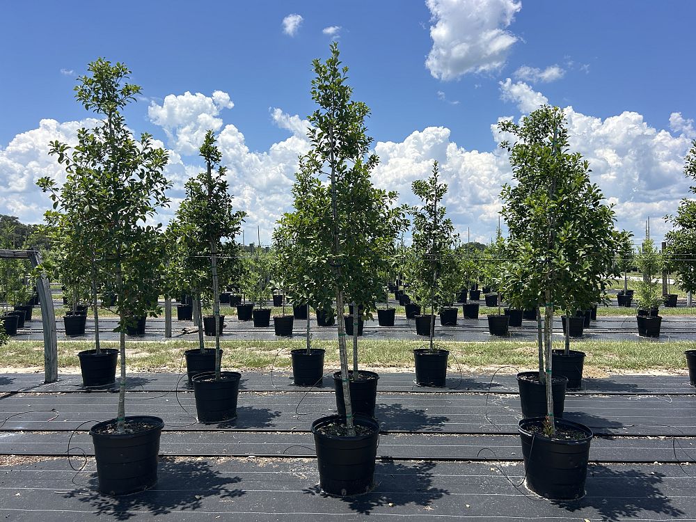 ilex-x-attenuata-savannah-holly