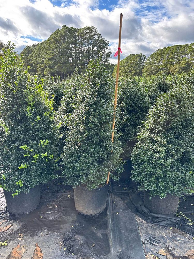 ilex-x-latifolia-dapat-miss-patricia-holly-lusterleaf-holly