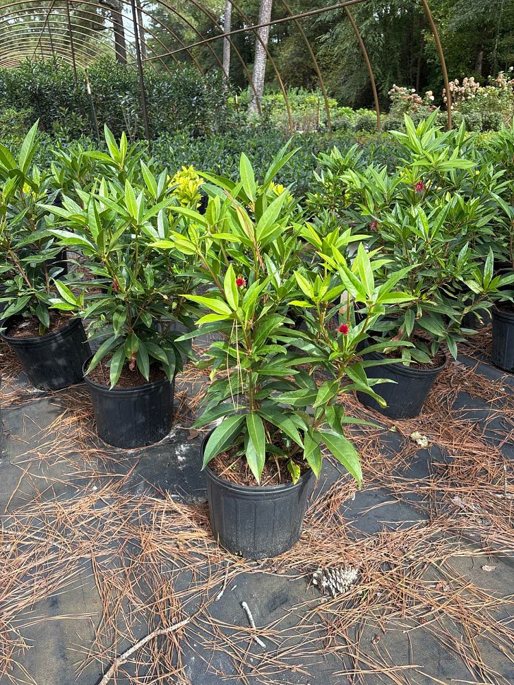 illicium-floridanum-hyb-ncih1-star-flower-scorpio-illicium