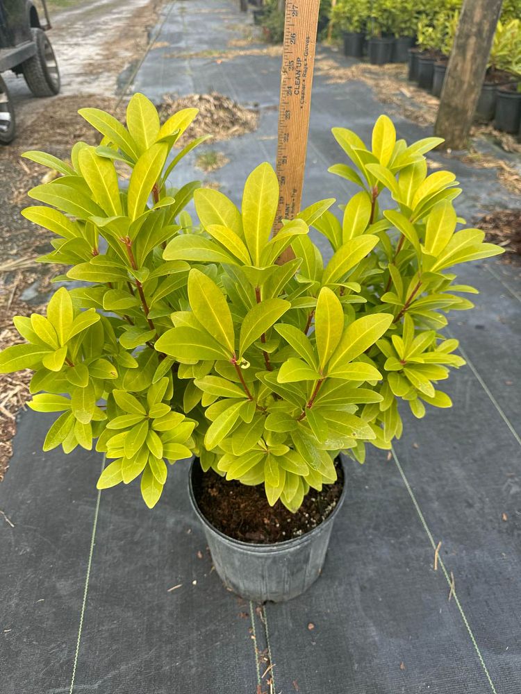 illicium-parviflorum-florida-sunshine-small-anise