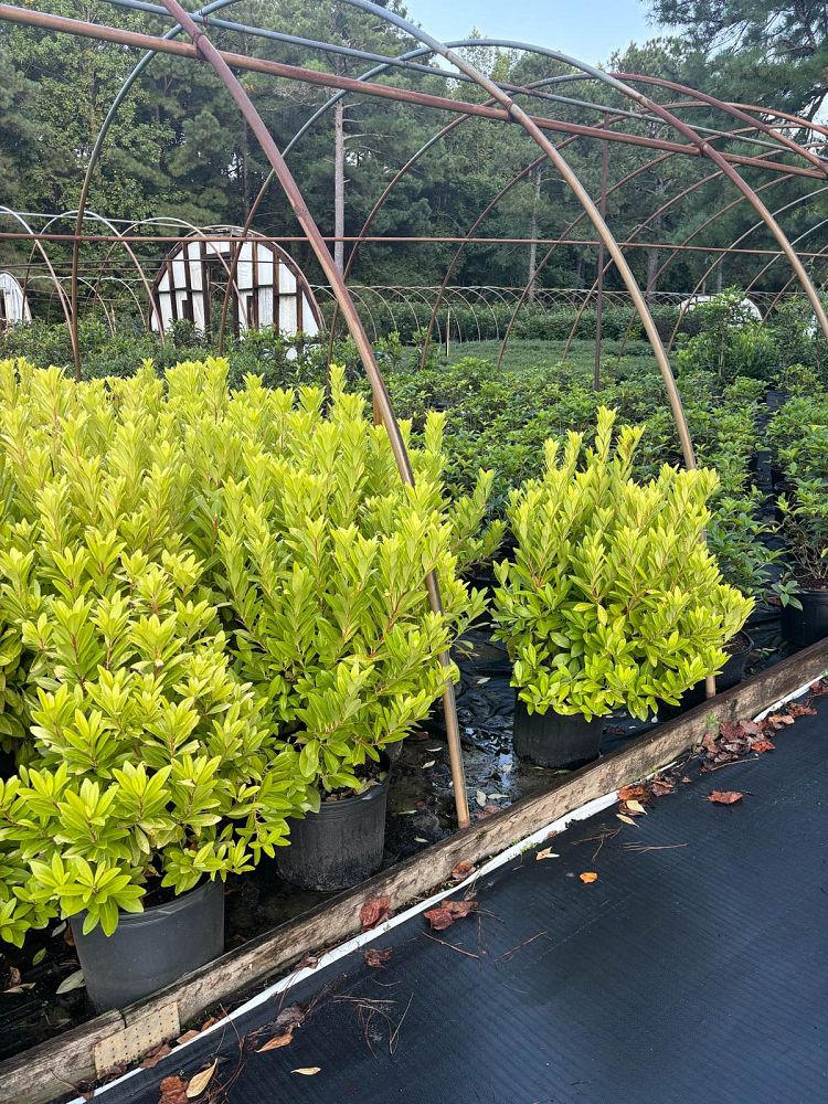 illicium-parviflorum-florida-sunshine-small-anise