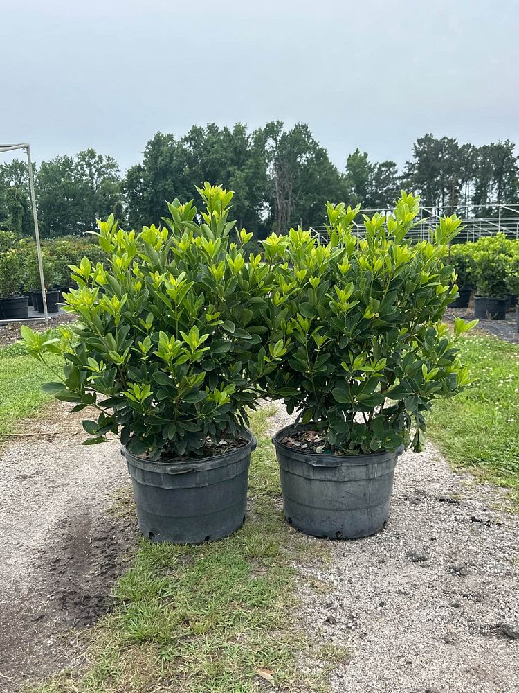 illicium-parviflorum-forest-green-small-anise