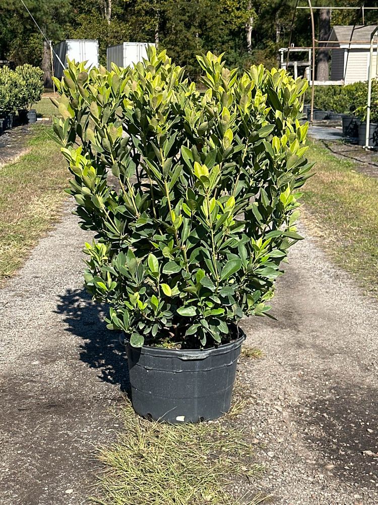 illicium-parviflorum-forest-green-small-anise