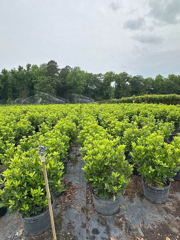 illicium-parviflorum-forest-green-small-anise
