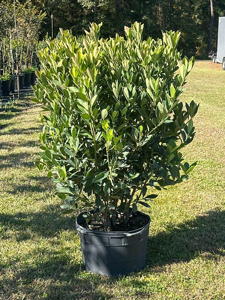 illicium-parviflorum-forest-green-small-anise