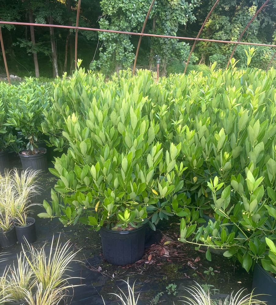 illicium-parviflorum-yellow-anise-ocala-anise-small-anise