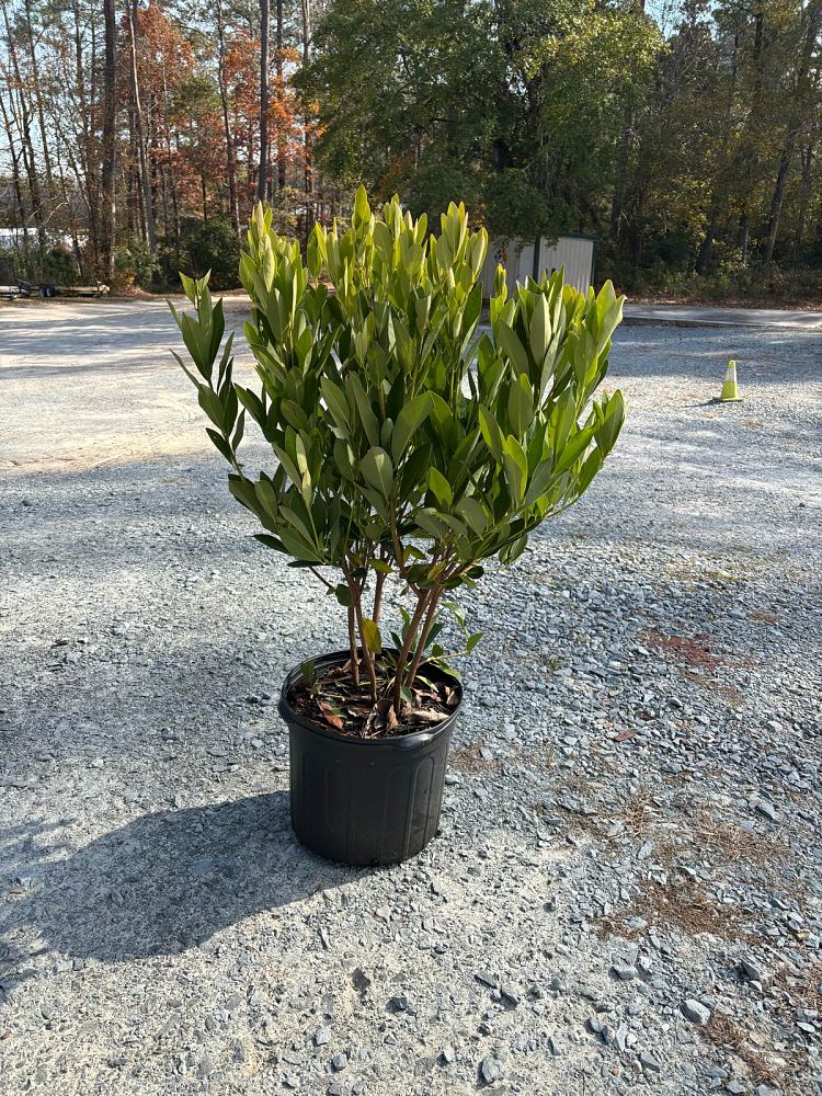 illicium-parviflorum-yellow-anise-ocala-anise-small-anise