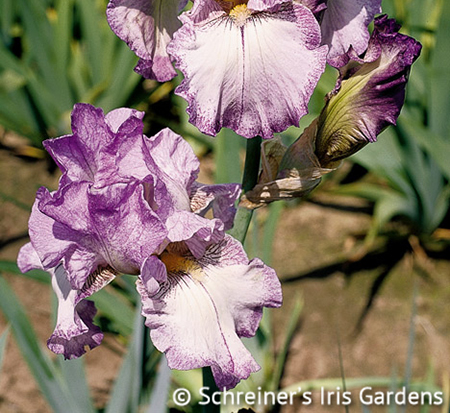 iris-autumn-tryst-tall-bearded-iris