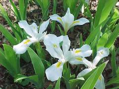 iris-cristata-alba-crested-iris-white