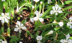 iris-cristata-tennessee-white-dwarf-crested-iris