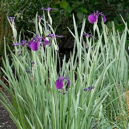 iris-ensata-variegata-japanese-iris