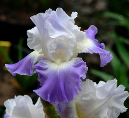 iris-germanica-clarence-german-bearded-iris