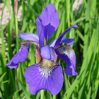 iris-sibirica-caesar-s-brother-siberian-iris