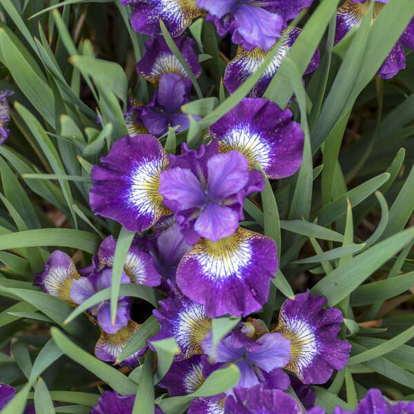 iris-sibirica-jewelled-crown-siberian-iris