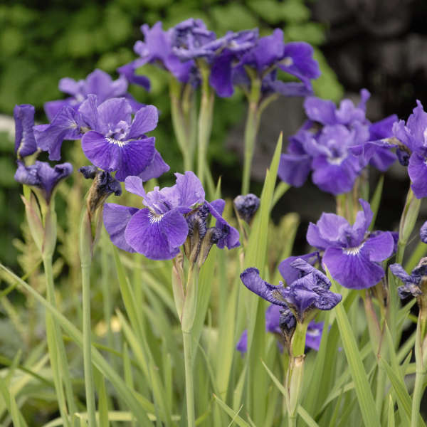 iris-sibirica-ruffled-velvet-siberian-iris