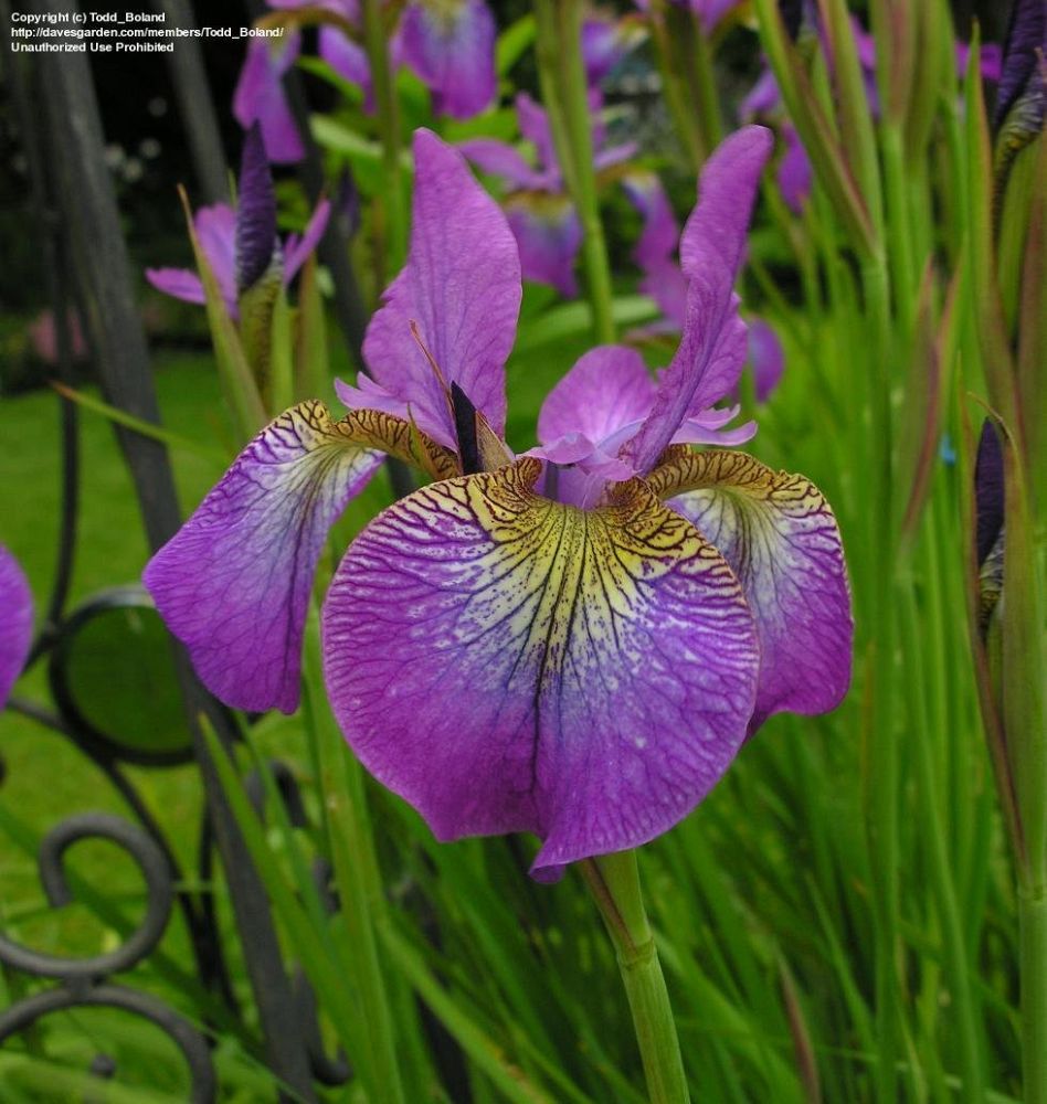 iris-sibirica-sparkling-rose-siberian-iris