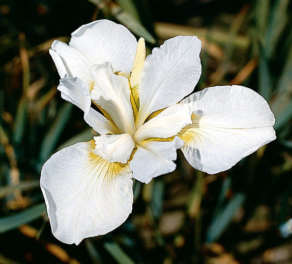 iris-sibirica-white-swirl-siberian-iris